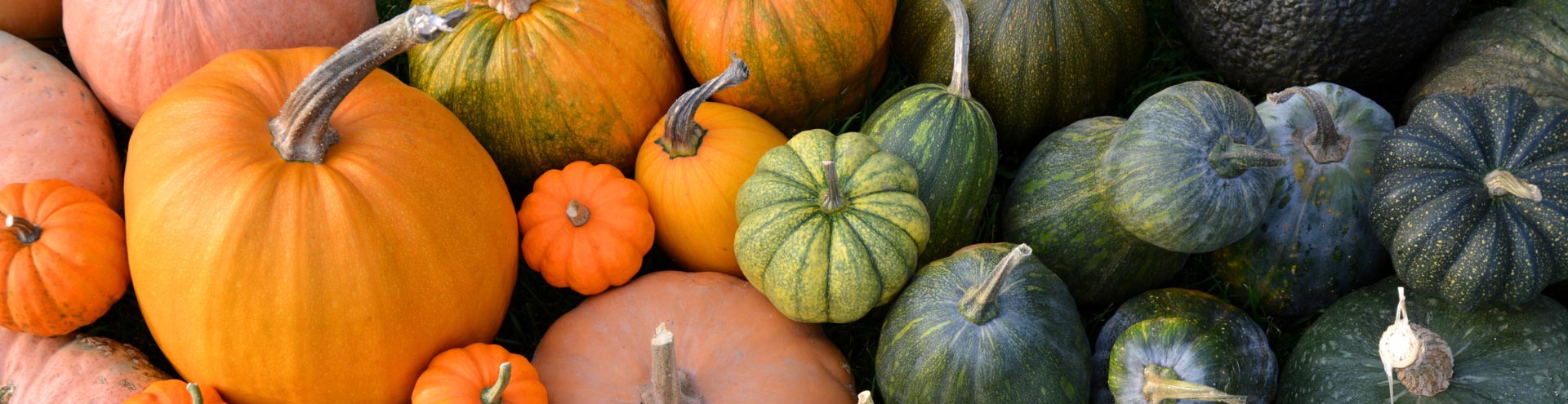 Banner image of halloween blog halloween trivia for your party header