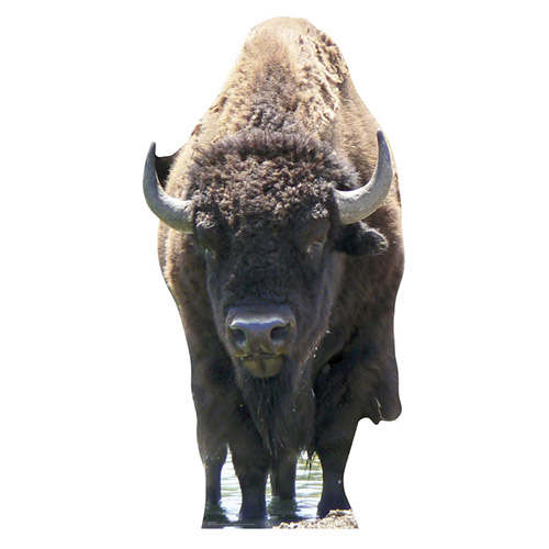 Bison Lifesize Cardboard Cutout 180cm Product Gallery Image