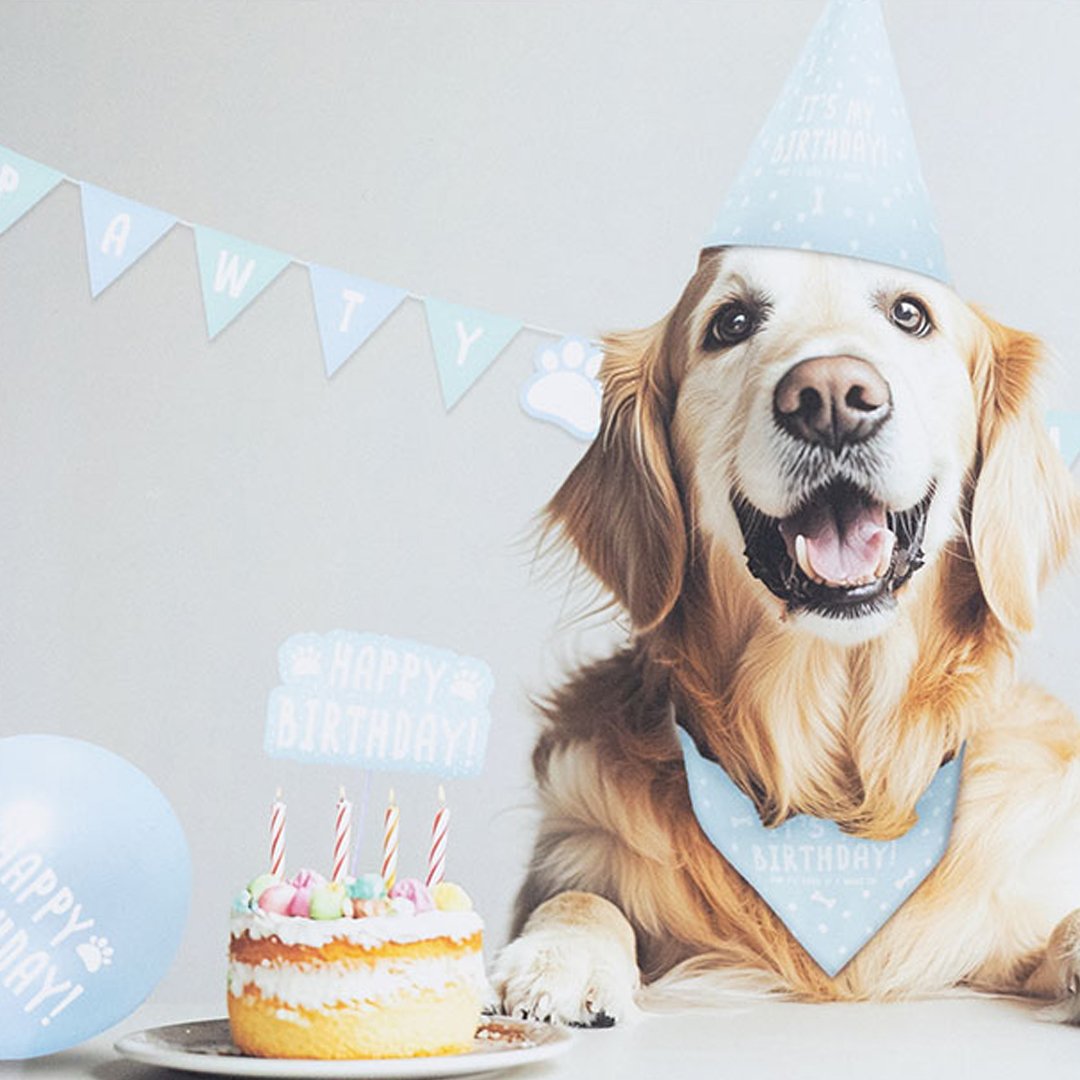 Blue Pet Cat & Dog Birthday Kit Product Gallery Image