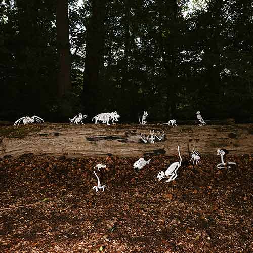 Crow Skeleton Halloween Plastic Prop Decoration 19cm Product Gallery Image