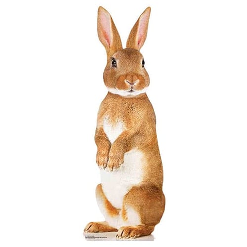 Cute Rabbit Star Mini Cardboard Cutout 90cm Product Gallery Image