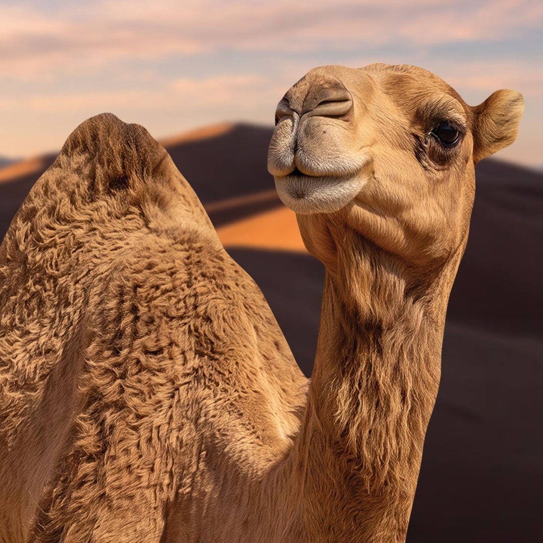 Desert Camel Lifesize Cardboard Cutout 193cm View 5