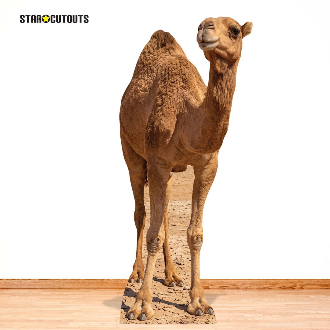 Desert Camel Lifesize Cardboard Cutout 193cm View 8