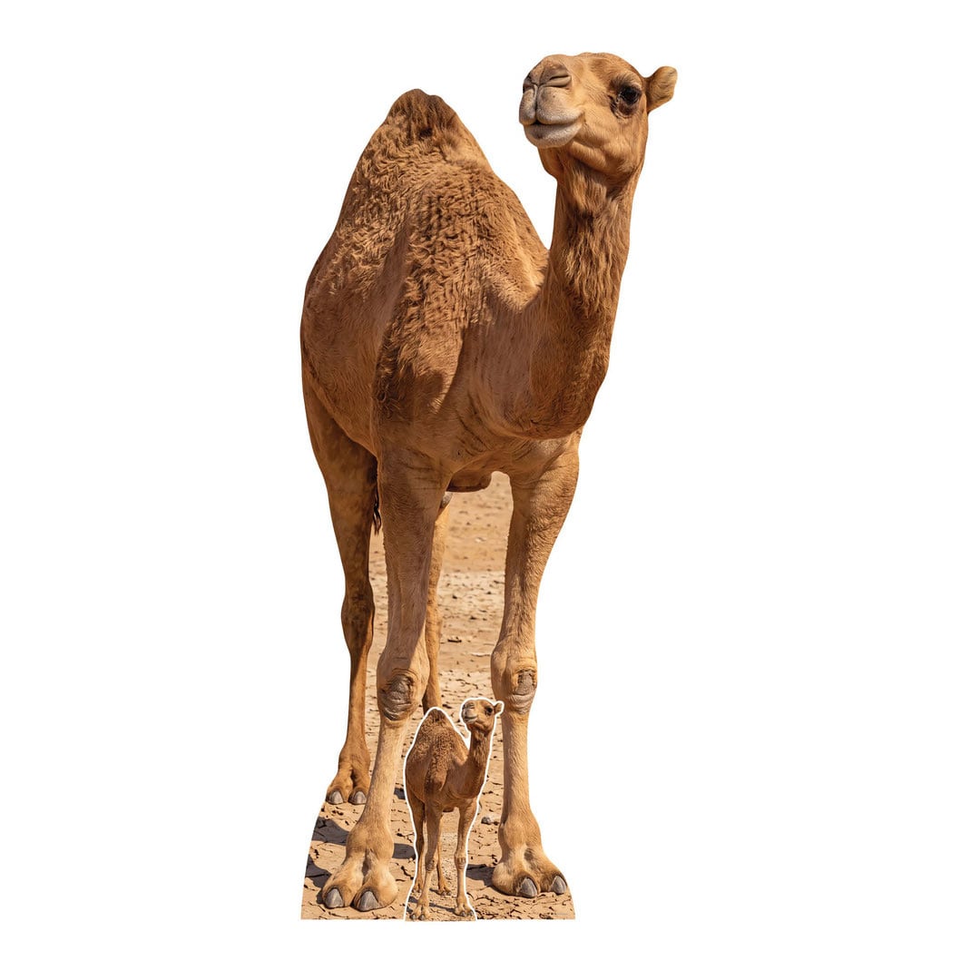 Desert Camel Lifesize Cardboard Cutout 193cm