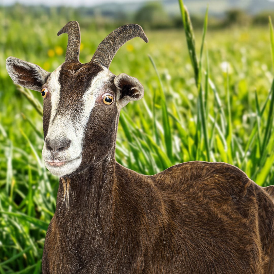 Goat Lifesize Cardboard Cutout 133cm View 5