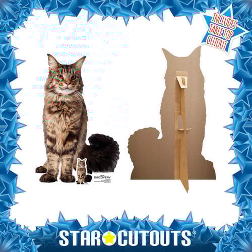 Grudge Star Trek: Discovery Star Mini Cardboard Cutout 64cm Product Gallery Image