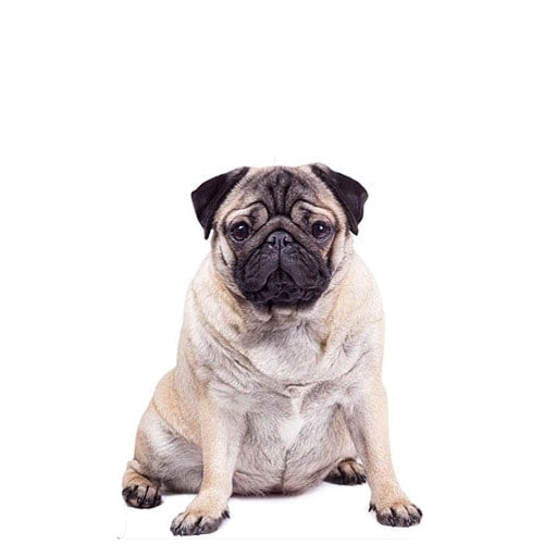 Pug Lifesize Cardboard Cutout 128cm Product Gallery Image