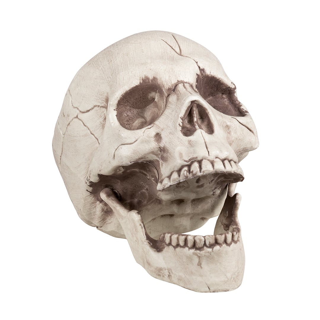 Skull Jawbone with Movable Jaw Halloween Prop Decoration 16cm View 3