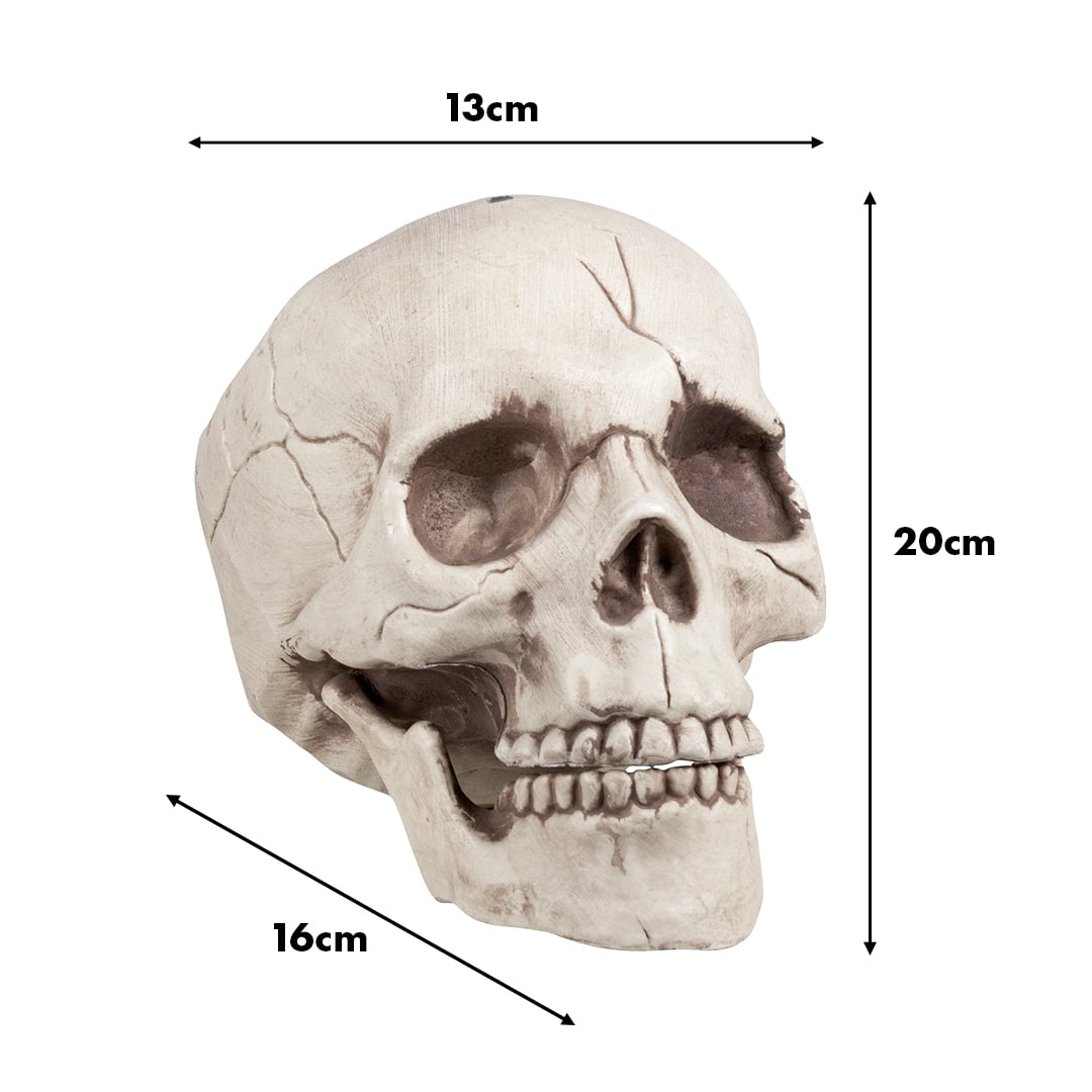 Skull Jawbone with Movable Jaw Halloween Prop Decoration 16cm View 5