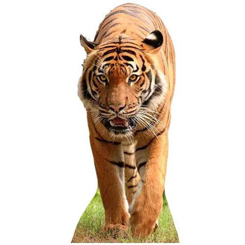 Tiger Lifesize Cardboard Cutout - 130cm Product Image