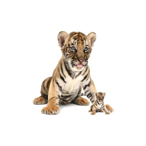 Tiger Cub Sitting Star Mini Cardboard Cutout 73cm Product Gallery Image