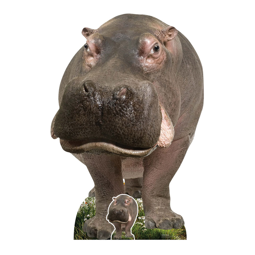 Young Hippo Lifesize Cardboard Cutout 133cm