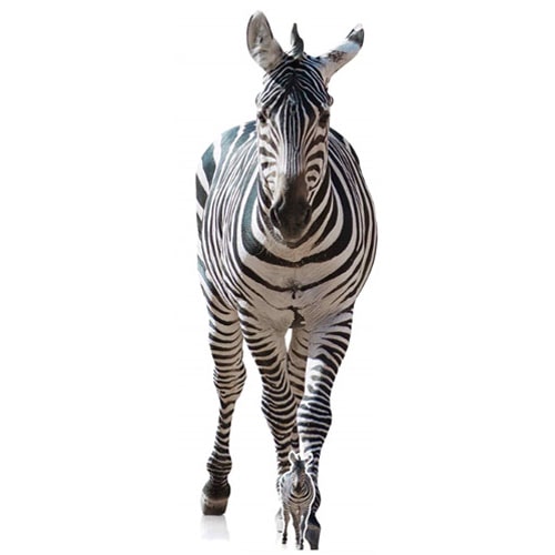 Zebra Lifesize Cardboard Cutout 162cm Product Gallery Image