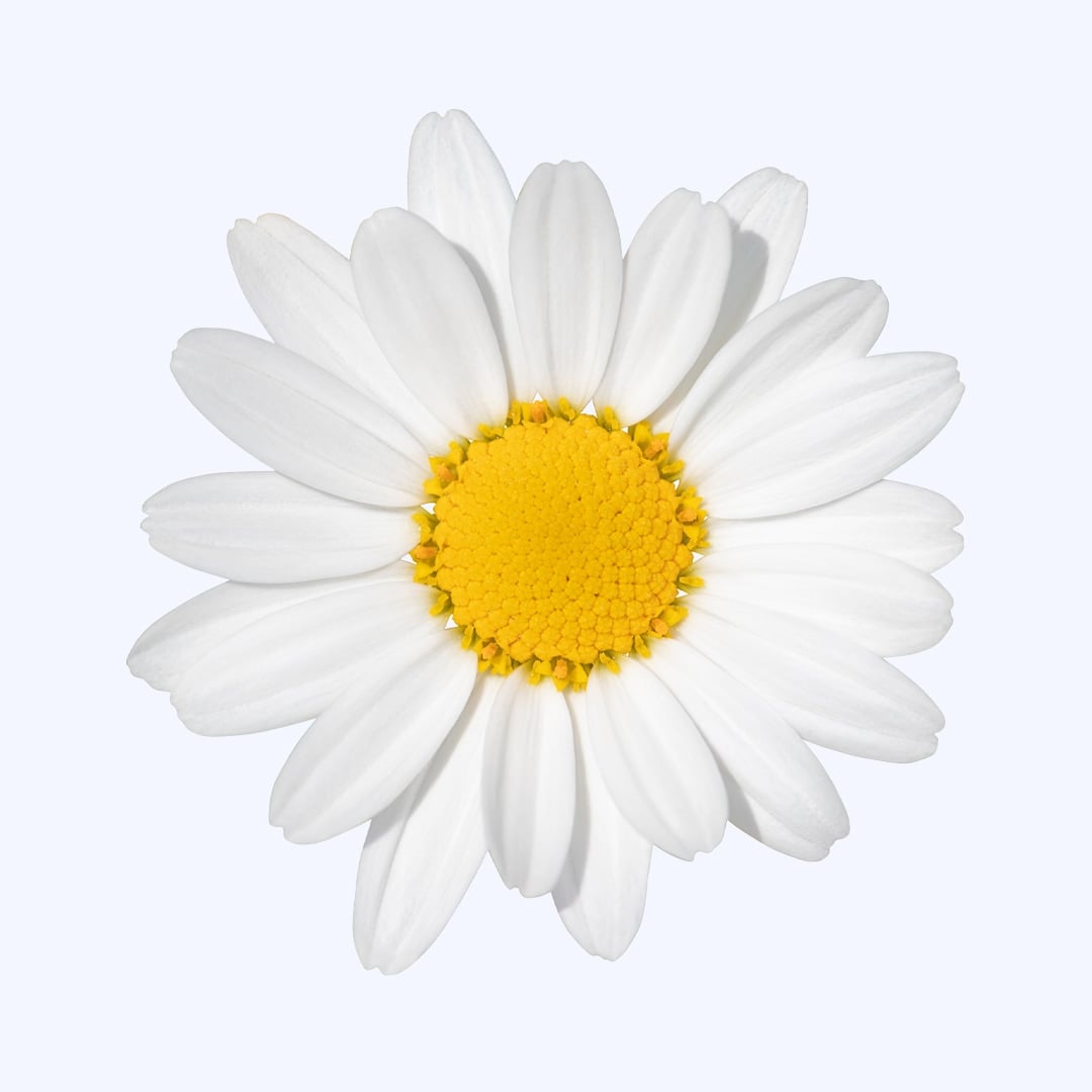 Daisy Party Supplies